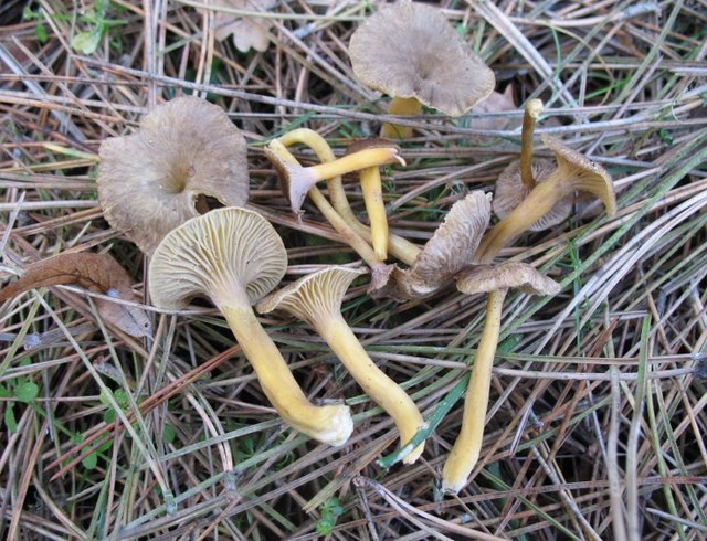 Chanterelles en tube